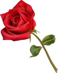 Képtalálat a következőre: „rózsa”